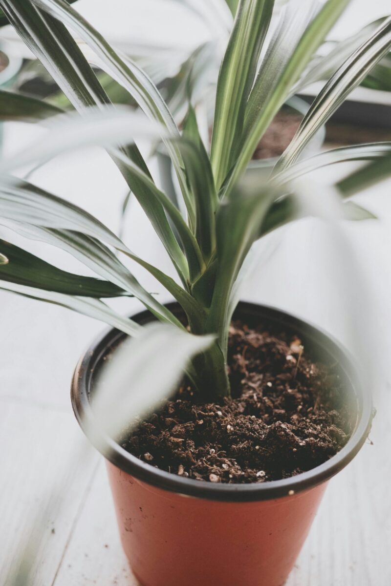 A close-up view of a lush green houseplant growing in a pot filled with soil, ideal for indoor decor ideas.